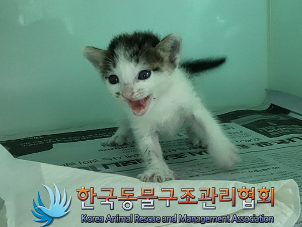 한국동물구조관리협회_441409202301113